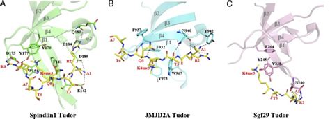 tudor h3|Distinct mode of methylated lysine.